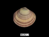 藏品(圓盤蛤)的圖片